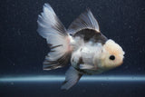 Thai Oranda  Panda 5.5 Inch (ID#1015To6c-107)