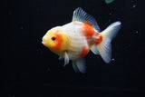 Yuan Bao Oranda  Sakura 4 Inch (ID#1203To10b-70) Free2Day SHIPPING