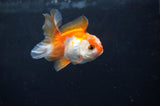 Baby Thai Oranda  Red White 2.5 Inch (ID#404TPTA-87) Free2Day SHIPPING