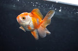 Baby Thai Oranda  Red White 2.5 Inch (ID#404TPTA-87) Free2Day SHIPPING