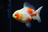 Yuan Bao Oranda  Sakura 4 Inch (ID#1203To10b-70) Free2Day SHIPPING