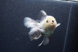 Thai Oranda  Panda 5.5 Inch (ID#1015To6b-107)