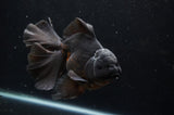 Thai Oranda  Black 5.5 Inch (ID#304To7b-118)