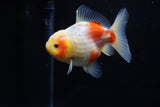 Yuan Bao Oranda  Sakura 4 Inch (ID#1203To10b-70) Free2Day SHIPPING