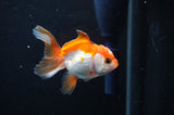 Baby Thai Oranda  Red White 2.5 Inch (ID#404TPTA-87) Free2Day SHIPPING