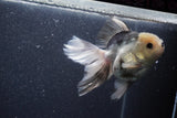 Thai Oranda  Panda 5.5 Inch (ID#1015To6c-107)