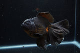Thai Oranda  Black 5.5 Inch (ID#304To7b-118)