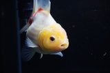 Yuan Bao Oranda  Sakura 4 Inch (ID#1203To10b-70) Free2Day SHIPPING