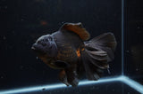 Thai Oranda  Black 5.5 Inch (ID#304To7b-118)