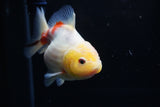 Yuan Bao Oranda  Sakura 4 Inch (ID#1203To10b-70) Free2Day SHIPPING