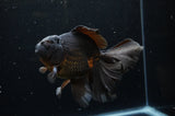 Thai Oranda  Black 5.5 Inch (ID#304To7b-118)