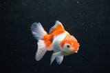 Baby Thai Oranda  Red White 3.5 Inch (ID#404TPTA-88) Free2Day SHIPPING