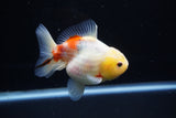 Yuan Bao Oranda  Sakura 4 Inch (ID#1203To10b-70) Free2Day SHIPPING