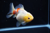 Yuan Bao Oranda  Sakura 4 Inch (ID#1203To10b-70) Free2Day SHIPPING