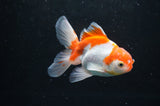 Baby Thai Oranda  Red White 3.5 Inch (ID#404TPTA-88) Free2Day SHIPPING