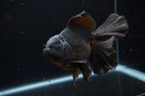 Thai Oranda  Black 5.5 Inch (ID#304To7b-118)