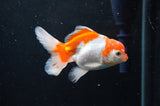 Baby Thai Oranda  Red White 3.5 Inch (ID#404TPTA-88) Free2Day SHIPPING