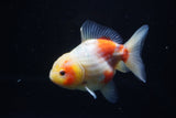 Yuan Bao Oranda  Sakura 4 Inch (ID#1203To10b-70) Free2Day SHIPPING