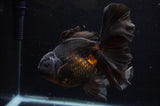 Thai Oranda  Black 5.5 Inch (ID#304To7b-118)