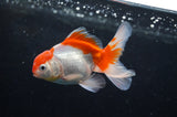 Baby Thai Oranda  Red White 3.5 Inch (ID#404TPTA-88) Free2Day SHIPPING