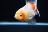 Yuan Bao Oranda  Sakura 4 Inch (ID#1203To10b-70) Free2Day SHIPPING