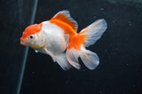 Baby Thai Oranda  Red White 3.5 Inch (ID#404TPTA-88) Free2Day SHIPPING