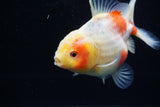 Yuan Bao Oranda  Sakura 4 Inch (ID#1203To10b-70) Free2Day SHIPPING