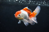 Baby Thai Oranda  Red White 3.5 Inch (ID#404TPTA-88) Free2Day SHIPPING