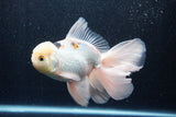 Thai Oranda  Panda 6.5 Inch (ID#218To6a-117)