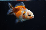 Yuan Bao Oranda  Calico 3.5 Inch (ID#1203To10b-71) Free2Day SHIPPING