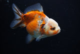 Yuan Bao Oranda  Calico 3.5 Inch (ID#1203To10b-71) Free2Day SHIPPING