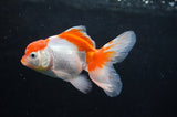 Baby Thai Oranda  Red White 3.5 Inch (ID#404TPTA-88) Free2Day SHIPPING
