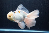 Thai Oranda  Panda 6.5 Inch (ID#218To6a-117)