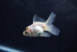 Baby Thai Oranda  Panda 3 Inch (ID#1213ToPTA-25) Free2Day SHIPPING