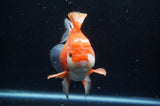 Thai Oranda  Red White 6 Inch (ID#228To7b-111)