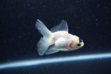 Baby Thai Oranda  Panda 3 Inch (ID#1213ToPTA-25) Free2Day SHIPPING