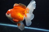 Thai Oranda  Red White 6 Inch (ID#228To7b-111)