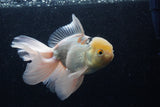 Thai Oranda  Panda 6.5 Inch (ID#218To6a-117)