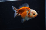 Yuan Bao Oranda  Calico 3.5 Inch (ID#1203To10b-71) Free2Day SHIPPING