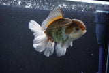 Thai Oranda  Bronze 5 Inch (ID#1004R12c-117) Free2Day SHIPPING