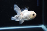 Baby Thai Oranda  Panda 3.5 Inch (ID#404TPTA-89) Free2Day SHIPPING