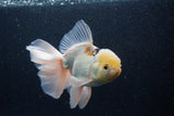 Thai Oranda  Panda 6.5 Inch (ID#218To6a-117)