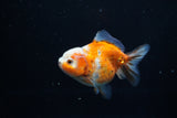 Yuan Bao Oranda  Calico 3.5 Inch (ID#1203To10b-71) Free2Day SHIPPING