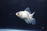 Baby Thai Oranda  Panda 3 Inch (ID#1213ToPTA-25) Free2Day SHIPPING