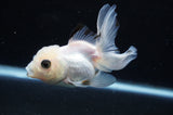 Baby Thai Oranda  Panda 3.5 Inch (ID#404TPTA-89) Free2Day SHIPPING