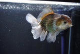 Thai Oranda  Bronze 5 Inch (ID#1004R12c-117) Free2Day SHIPPING