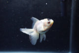 Baby Thai Oranda  Panda 3 Inch (ID#1213ToPTA-25) Free2Day SHIPPING