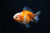 Yuan Bao Oranda  Calico 3.5 Inch (ID#1203To10b-71) Free2Day SHIPPING