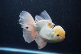 Thai Oranda  Panda 6.5 Inch (ID#218To6a-117)