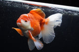 Thai Oranda  Red White 6 Inch (ID#228To7b-111)